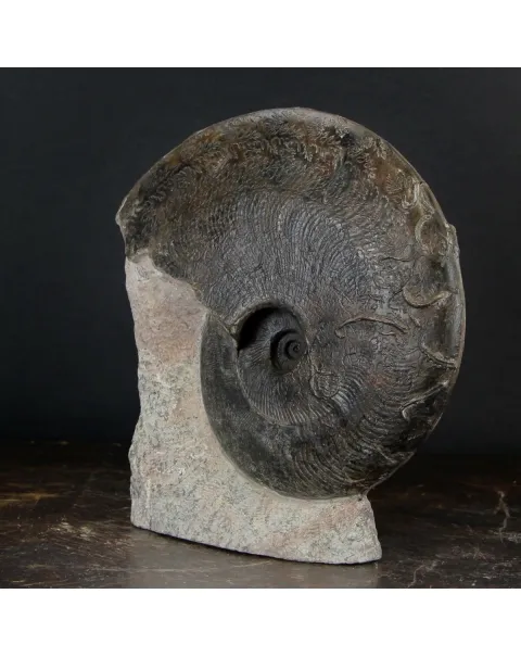 Ammonite Harpoceras