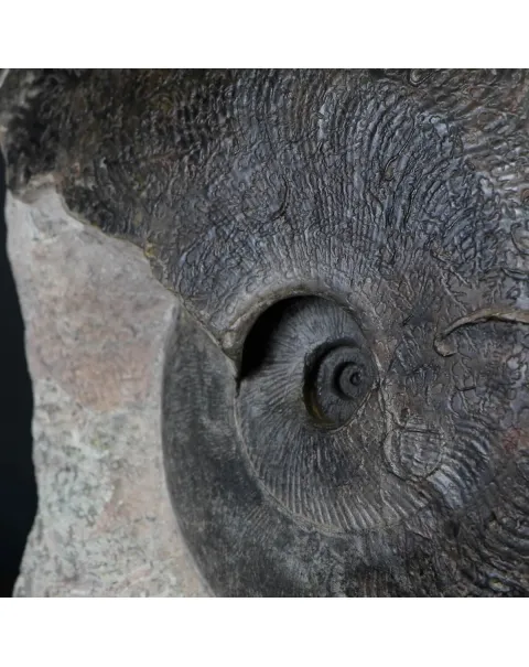 Ammonite Harpoceras