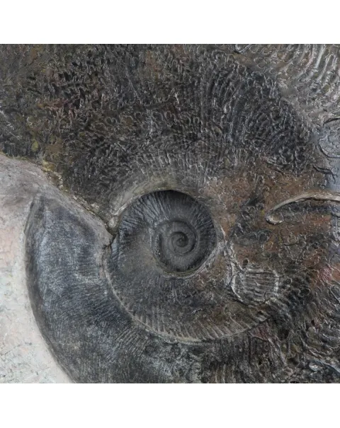 Ammonite Harpoceras