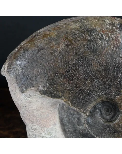 Ammonite Harpoceras
