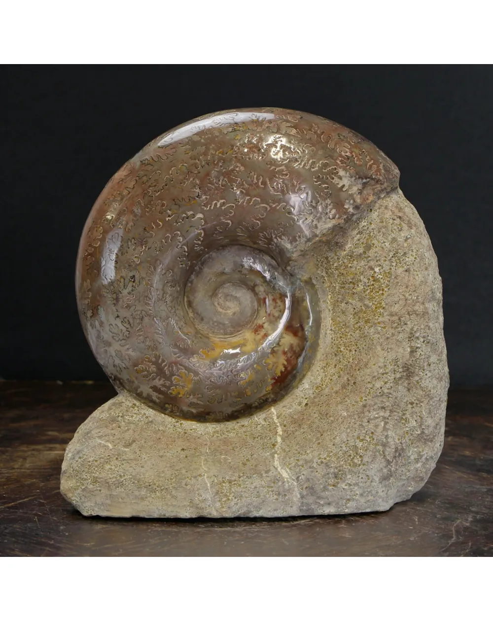 Ammonite Lytoceras Jurense