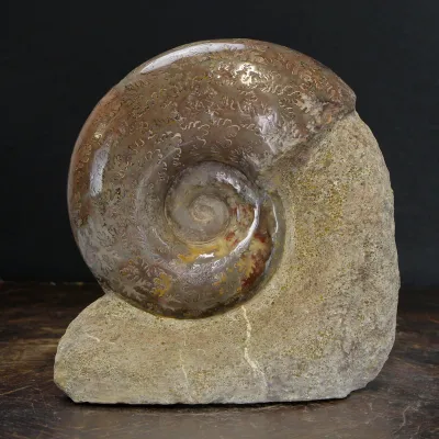Ammonite Lytoceras Jurense