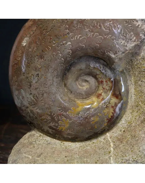 Ammonite Lytoceras Jurense