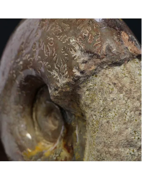 Ammonite Lytoceras Jurense