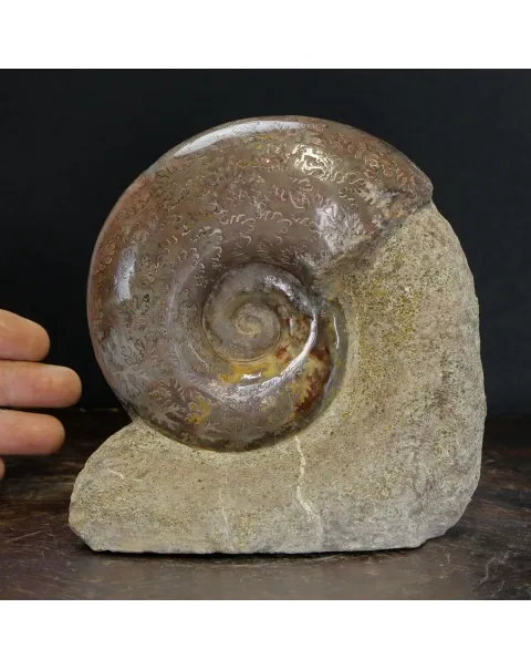 Ammonite Lytoceras Jurense
