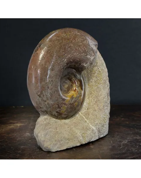Ammonite Lytoceras Jurense