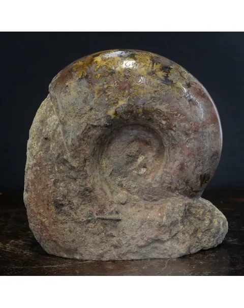 Ammonite Lytoceras Jurense