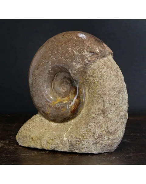 Ammonite Lytoceras Jurense