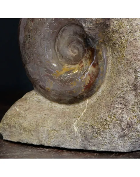 Ammonite Lytoceras Jurense