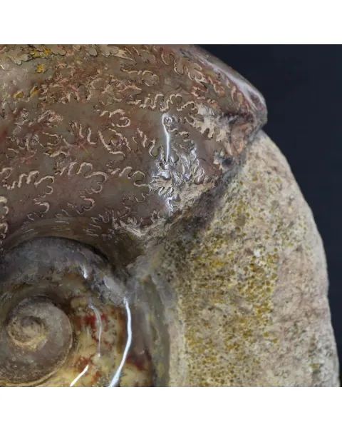 Ammonite Lytoceras Jurense