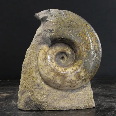 Ammonite Lytoceras Jurense