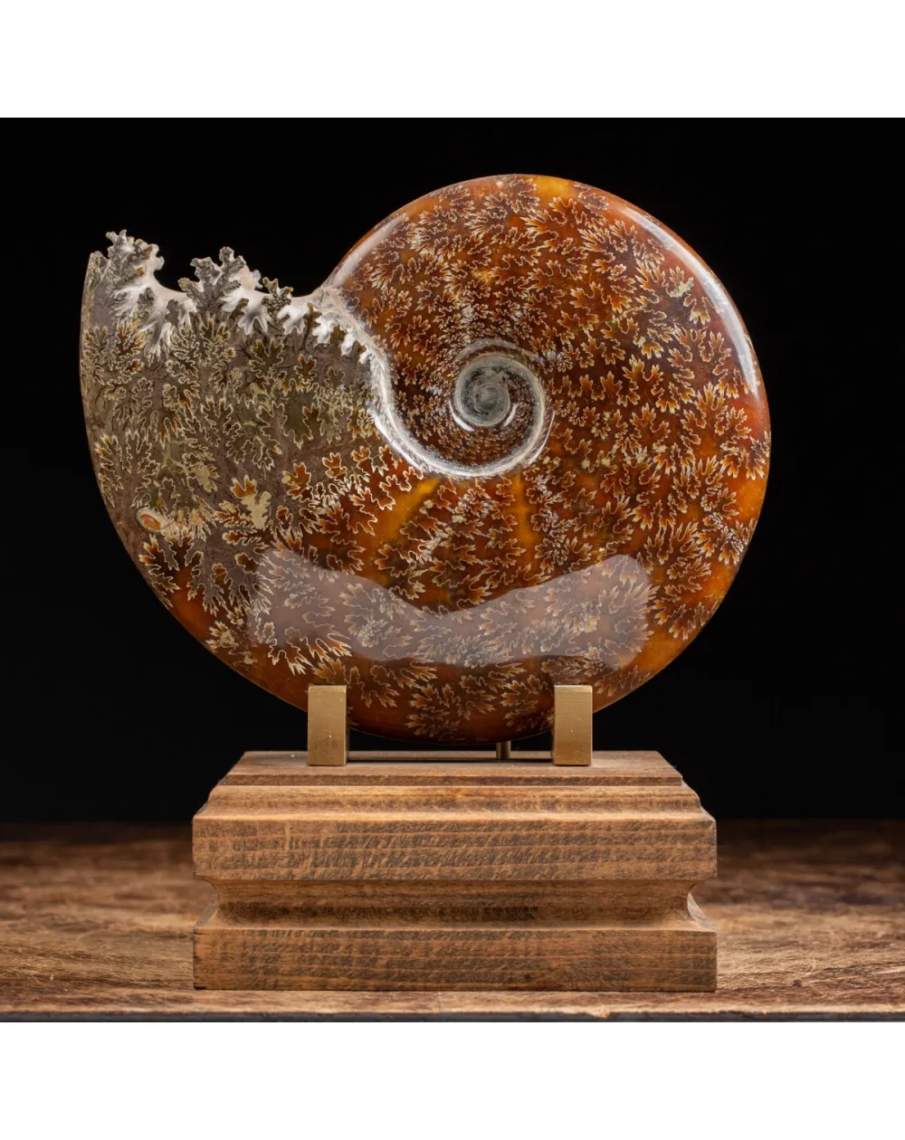 Ammonite Cleoniceras 