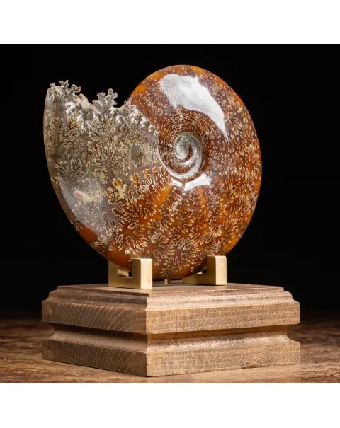 Ammonite Cleoniceras 