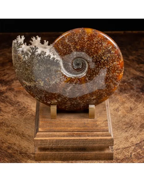 Ammonite Cleoniceras 