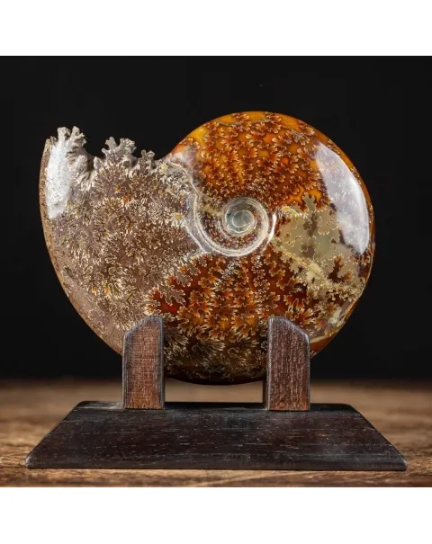 Ammonite Cleoniceras su Base decorativa