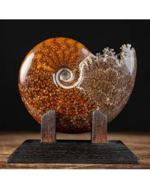 Ammonite Cleoniceras su Base decorativa