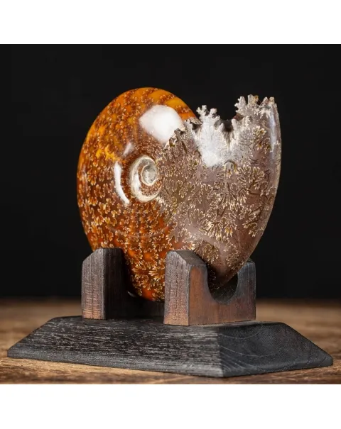 Ammonite Cleoniceras su Base decorativa