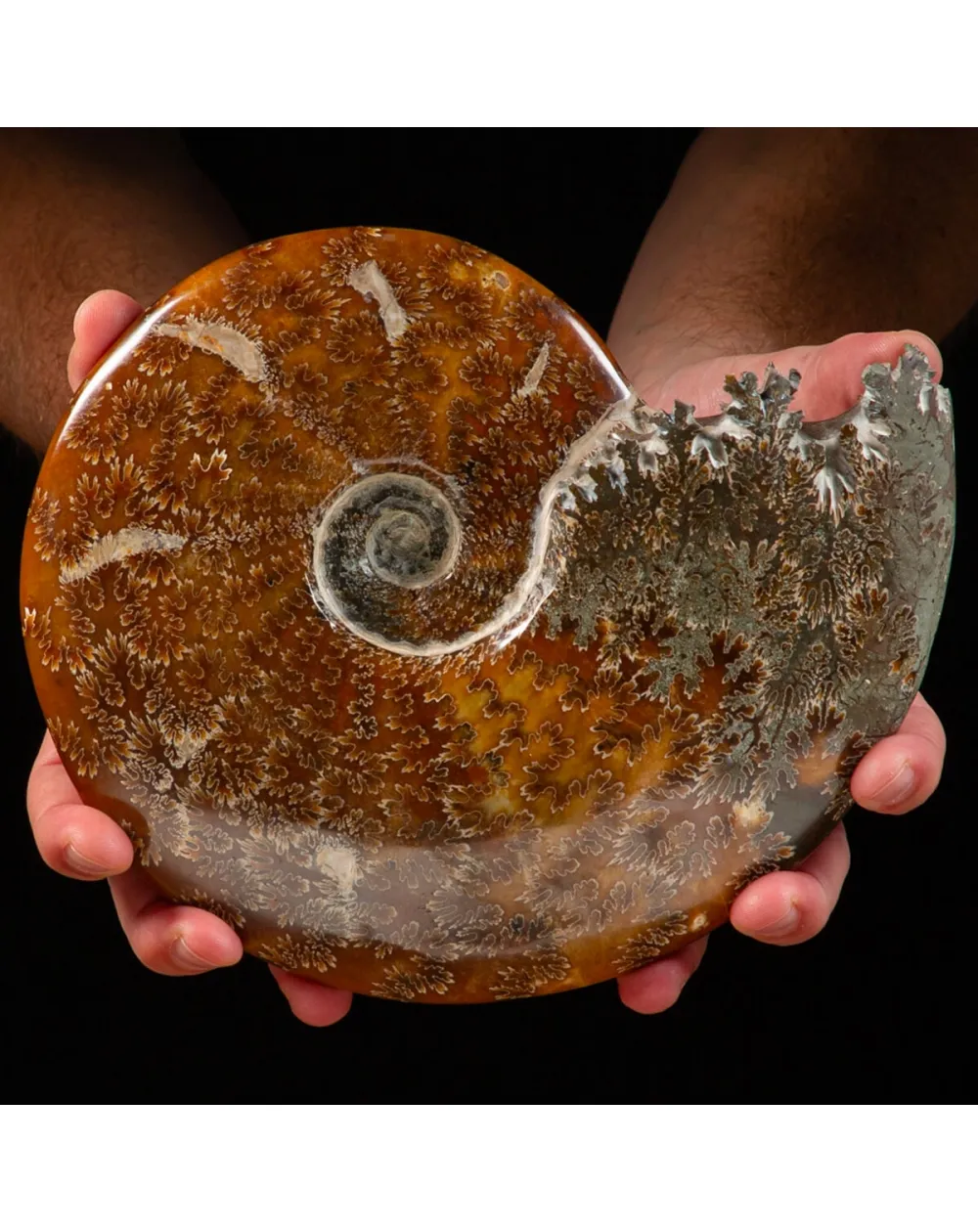 Ammonite Cleoniceras