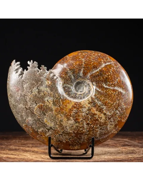 Ammonite Cleoniceras
