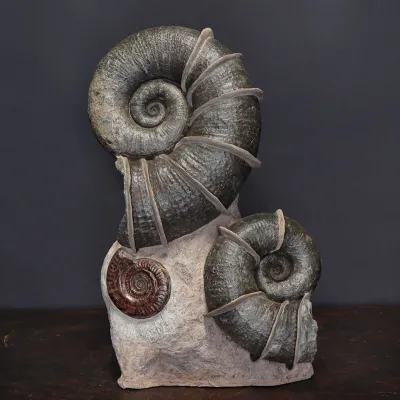 Ammonite Lytoceras Fimbriatum