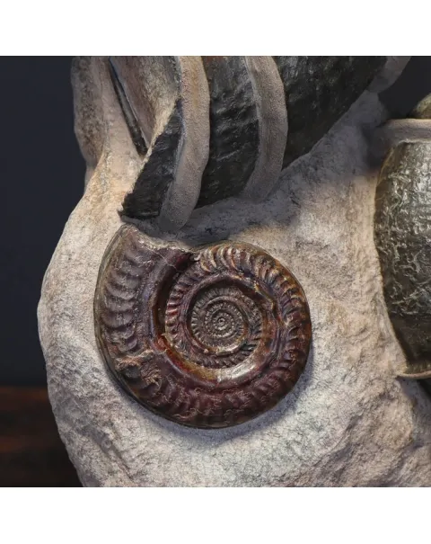 Ammonite Lytoceras Fimbriatum