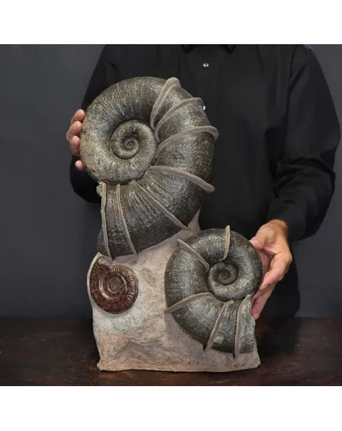 Ammonite Lytoceras Fimbriatum