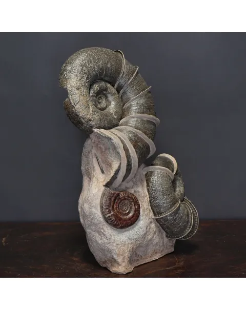Ammonite Lytoceras Fimbriatum