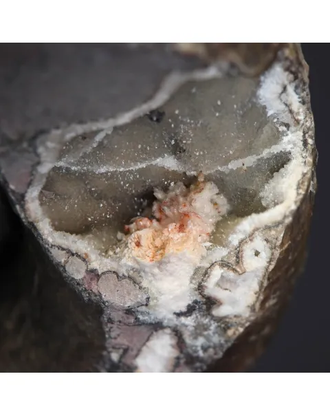 Ammonite Lytoceras Fimbriatum
