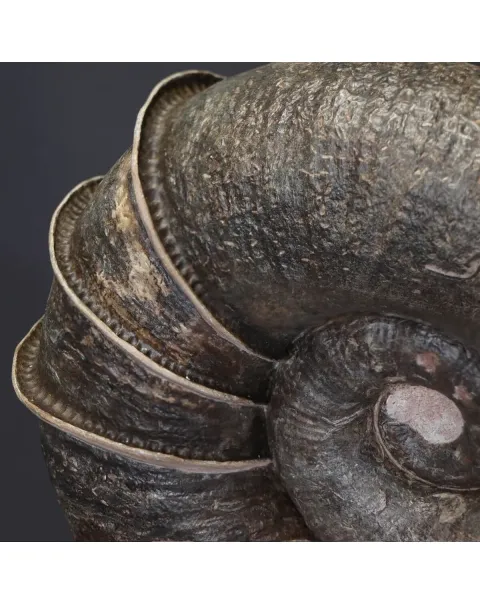 Ammonite Lytoceras Fimbriatum