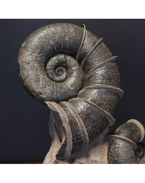 Ammonite Lytoceras Fimbriatum