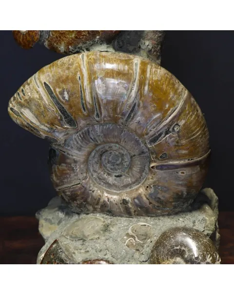 Gruppo di Ammoniti Cleoniceras