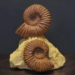 Ammoniti Acanthoceras (2)