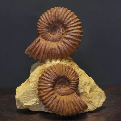 Ammoniti Acanthoceras