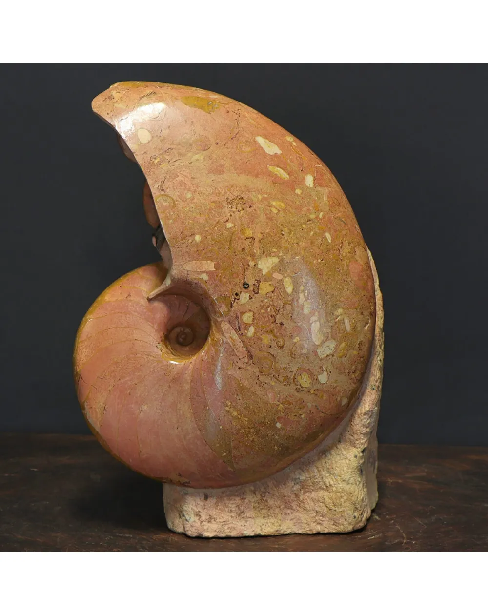 Nautilus Cenoceras Majesticum