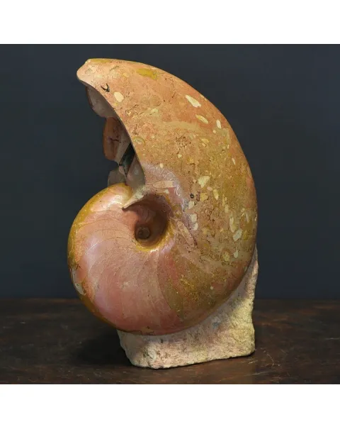 Nautilus Cenoceras Majesticum