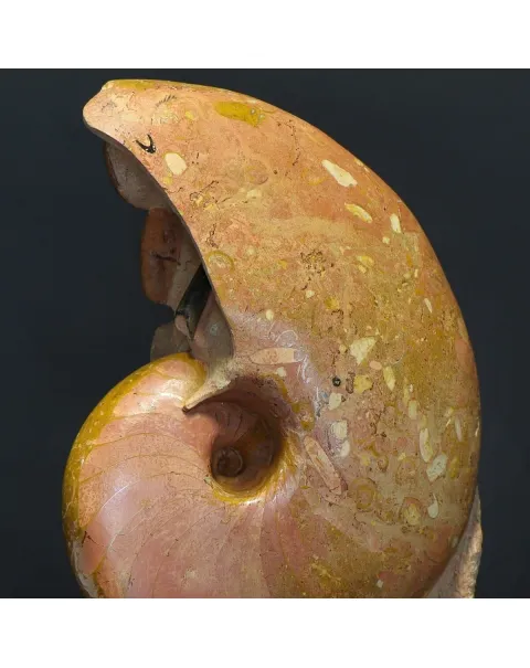 Nautilus Cenoceras Majesticum