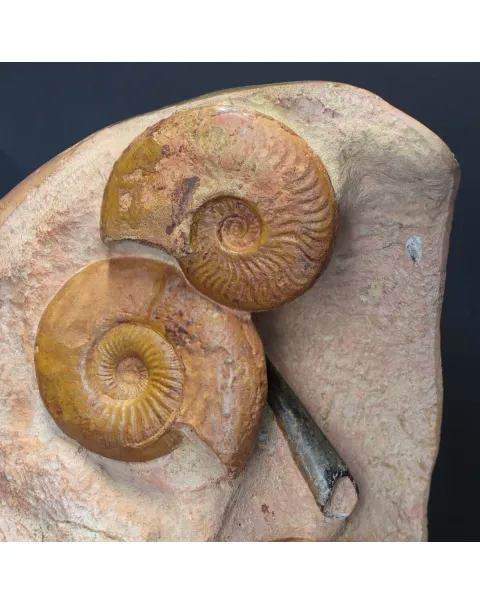 Nautilus Cenoceras Majesticum