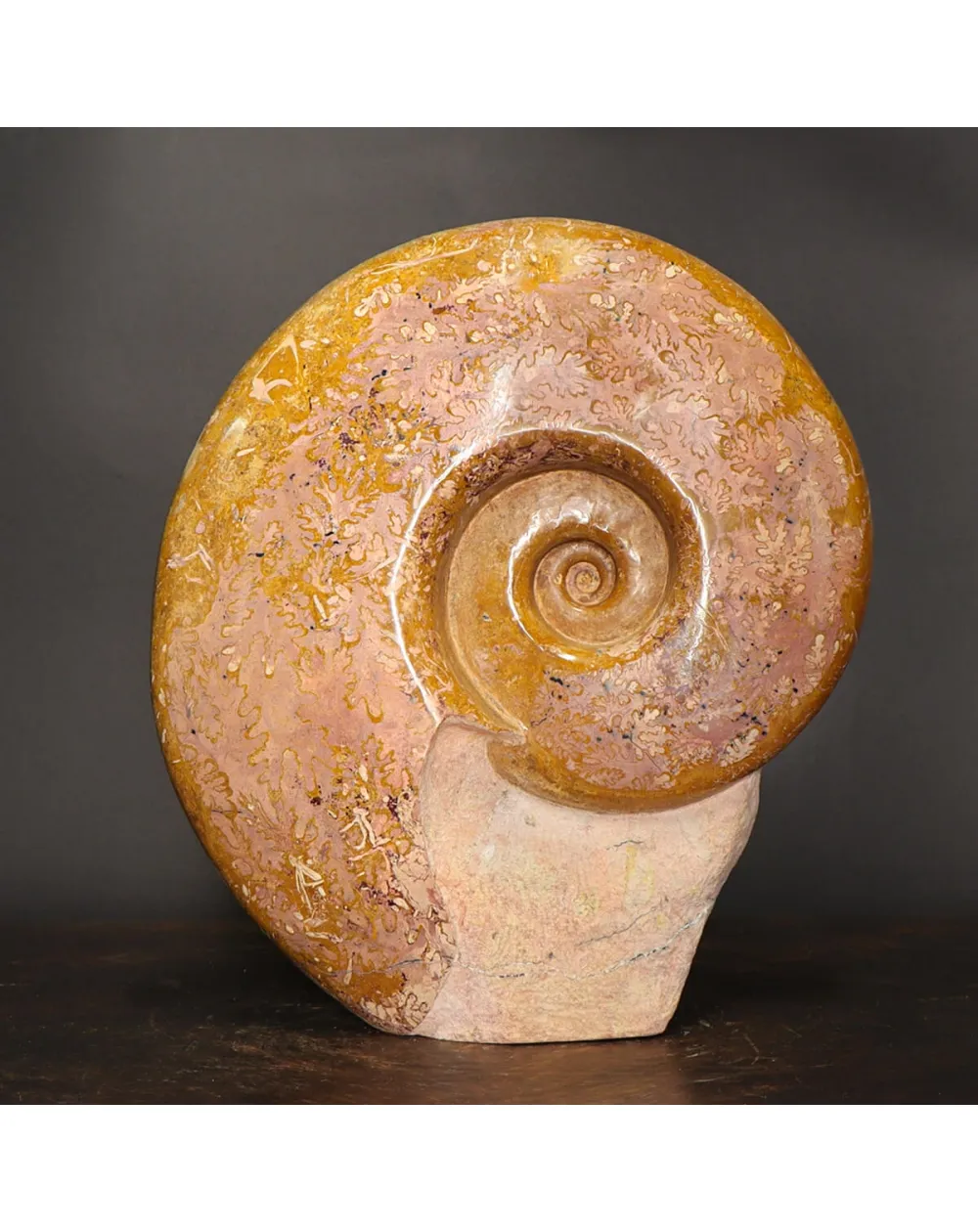 Ammonite Lytoceras Dilucidum