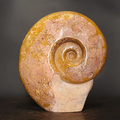 Ammonite Lytoceras Dilucidum