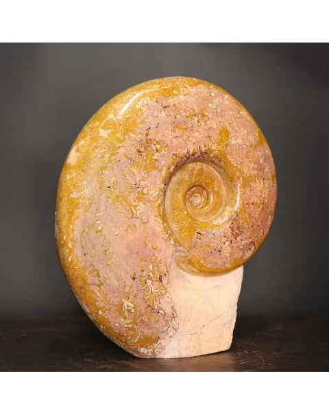Ammonite Lytoceras Dilucidum