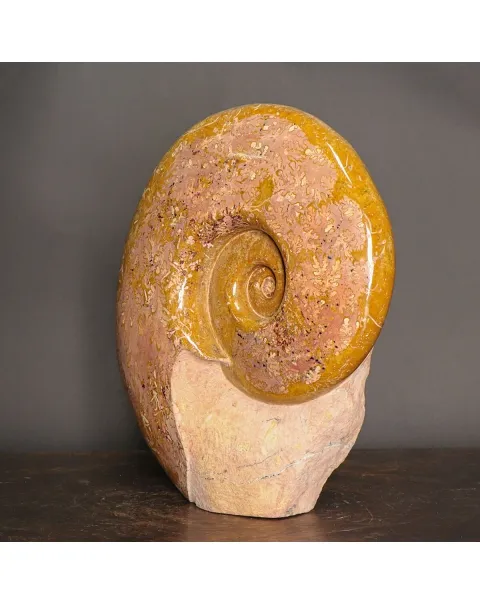 Ammonite Lytoceras Dilucidum