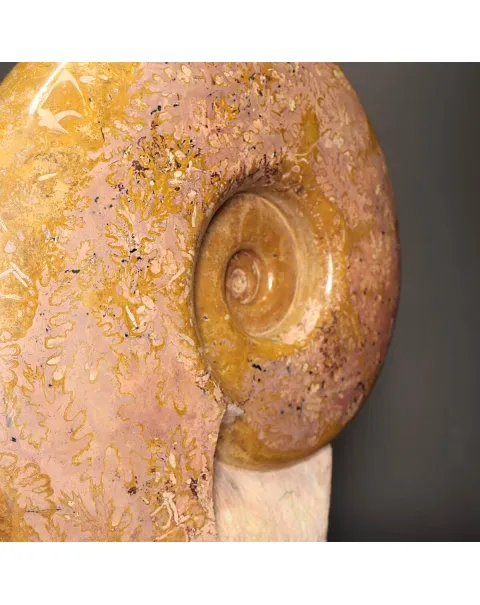 Ammonite Lytoceras Dilucidum