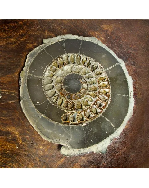 Ammonite Speetoniceras Versicolar