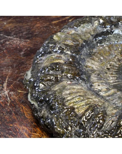 Ammonite Speetoniceras Versicolar