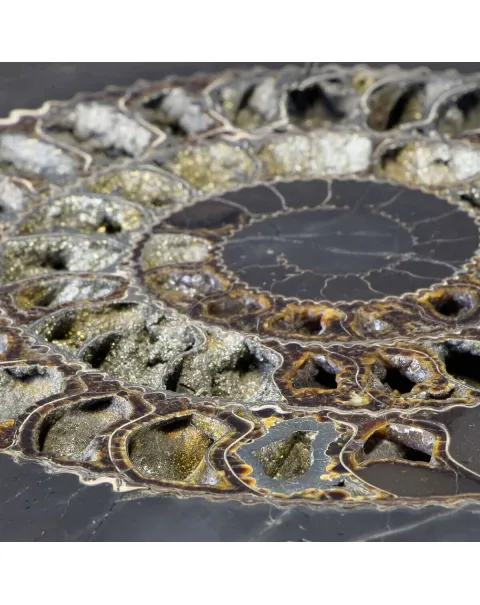 Ammonite Speetoniceras Versicolar