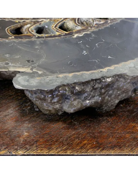 Ammonite Speetoniceras Versicolar