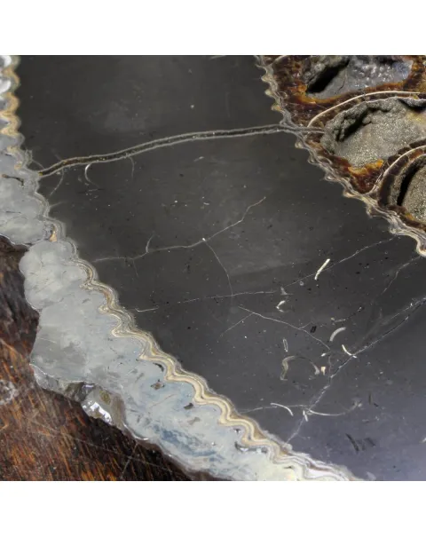 Ammonite Speetoniceras Versicolar