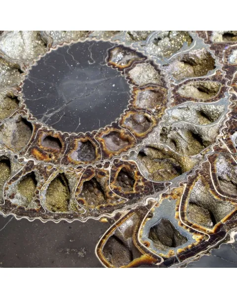 Ammonite Speetoniceras Versicolar