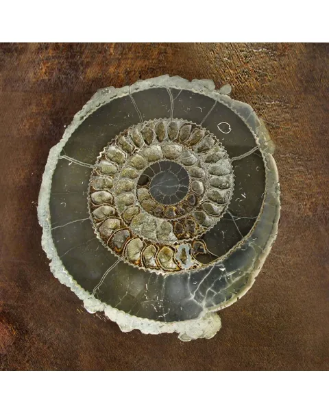 Ammonite Speetoniceras Versicolar