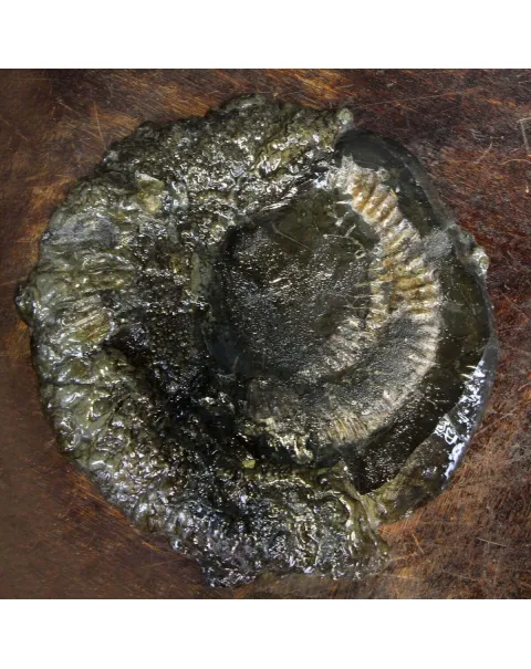 Ammonite Speetoniceras Versicolar